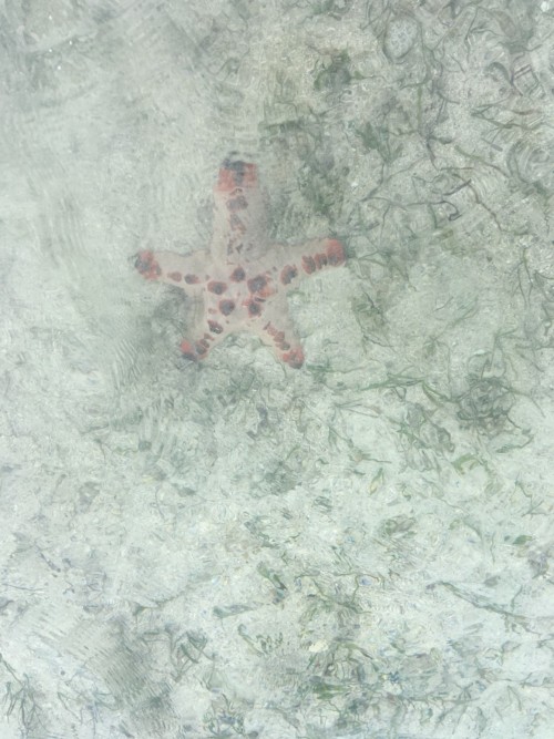 ニューカレドニア水上コテージの画像