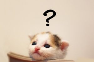 子猫の画像