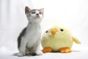 子猫の画像