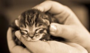 子猫の画像