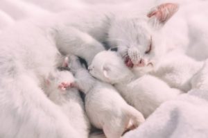 子猫の画像