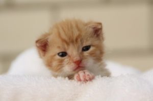 子猫の画像