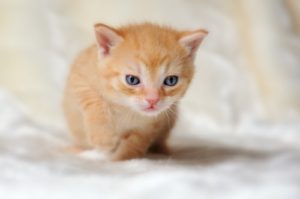 子猫の画像