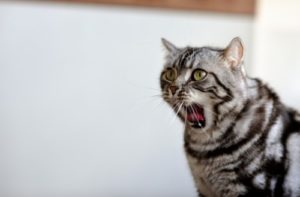 子猫の画像