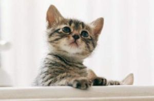 子猫の画像
